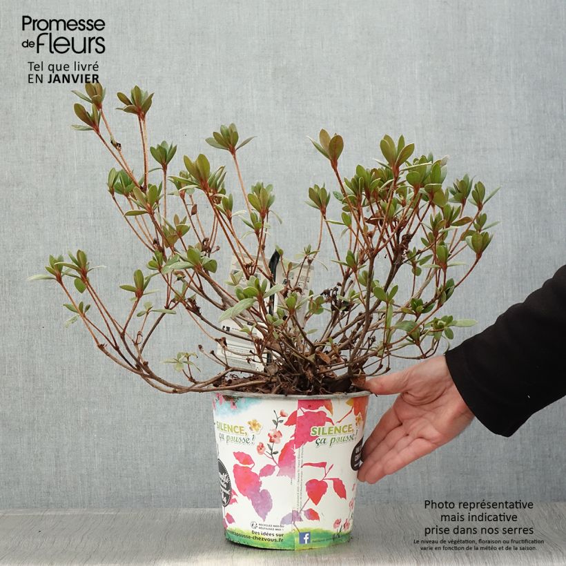 Exemplaar van Azalée du Japon Vuyk's Scarlet - Rhododendron hybride. Pot de 4L/5L zoals geleverd in de winter