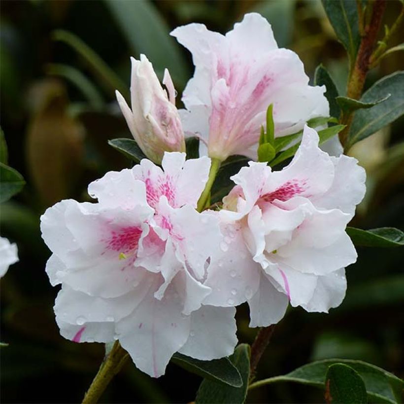 Rhododendron White Prince - Japanse azalea (Bloei)