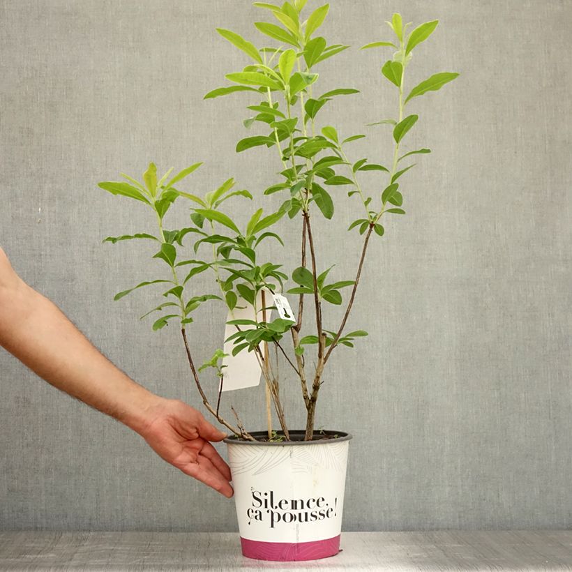 Exemplaar van Rhododendron mollis Glowing Embers - Bladverliezende azalea Pot van 4 l/5 l zoals geleverd in de zomer