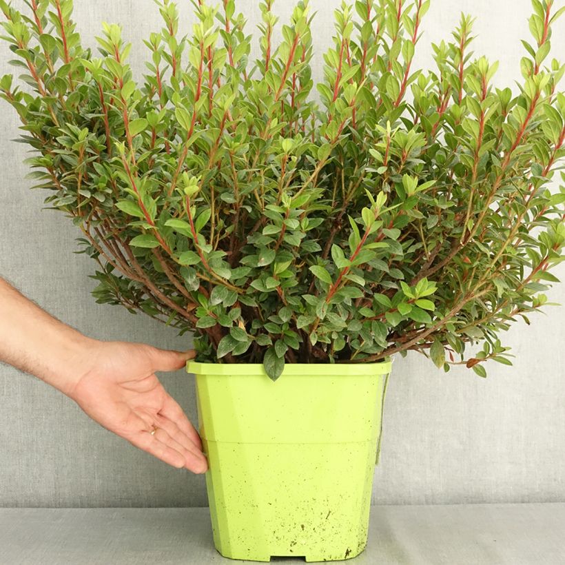 Exemplaar van Rhododendron japonica ENCORE Empress - Japanse azalea Pot van 7,5 l/10 l zoals geleverd in de zomer
