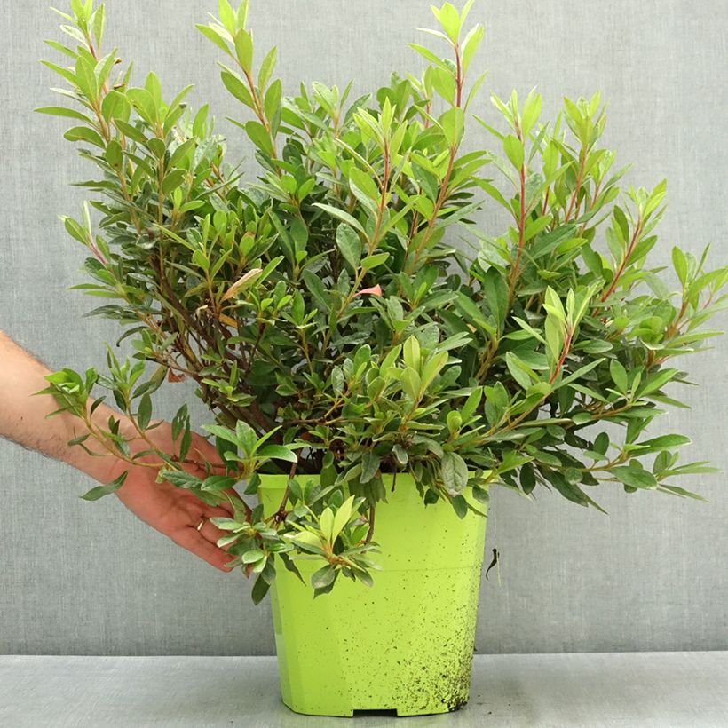 Exemplaar van Rhododendron japonica ENCORE Sundance - Japanse azalea Pot van 7,5 l/10 l zoals geleverd in de zomer