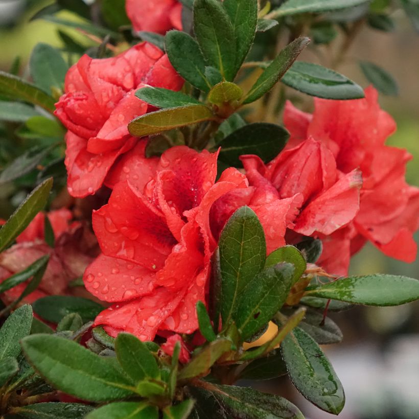 Rhododendron Repetita Coral - Azalea (Bloei)