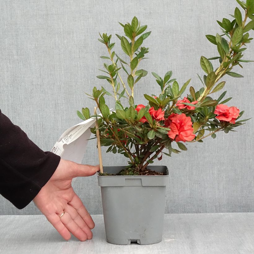 Exemplaar van Rhododendron Repetita Coral - Azalea Pot van 2 l/3 l zoals geleverd in de herfst