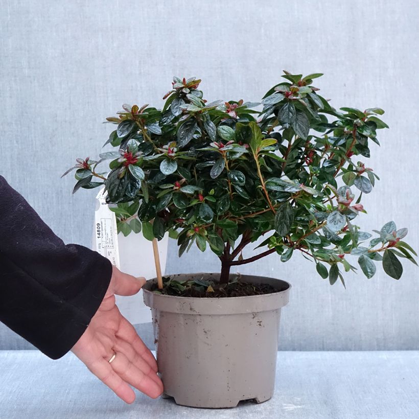 Exemplaar van Rhododendron Repetita Coral - Azalea Pot van 2 l/3 l zoals geleverd in de winter