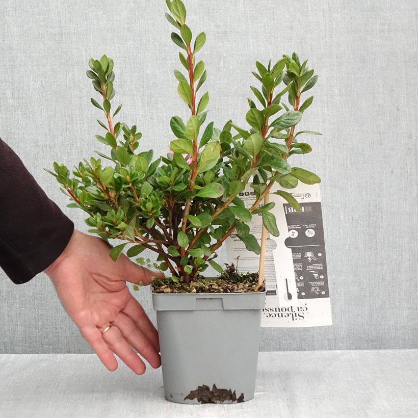 Exemplaar van Rhododendron Repetita Pink - Azalea Pot van 2 l/3 l zoals geleverd in de herfst