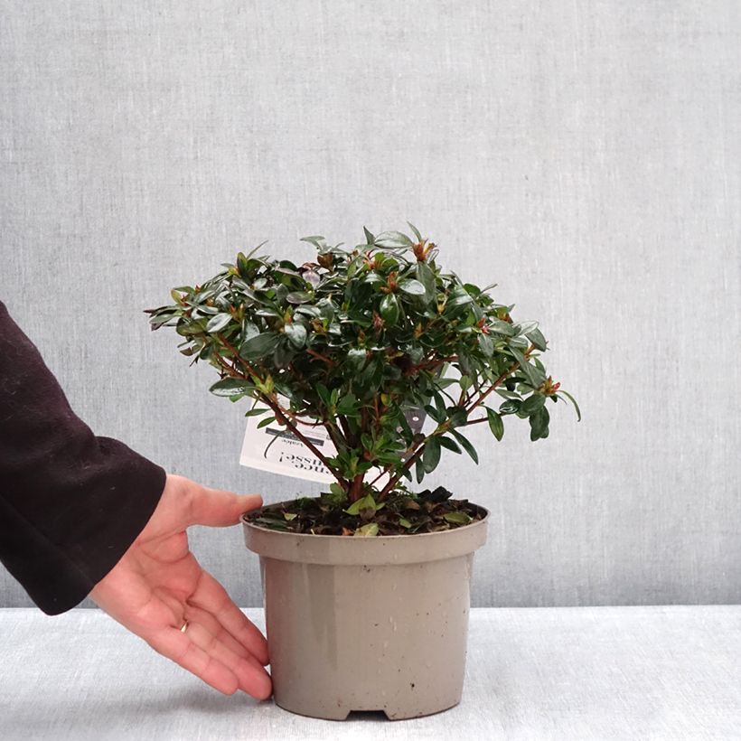 Exemplaar van Rhododendron Repetita Pink - Azalea Pot van 2 l/3 l zoals geleverd in de winter