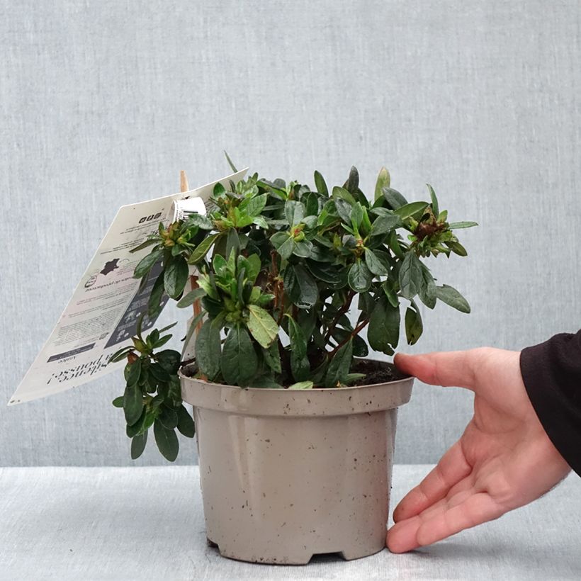Exemplaar van Rhododendron Repetita Red - Azalea Pot van 2 l/3 l zoals geleverd in de herfst