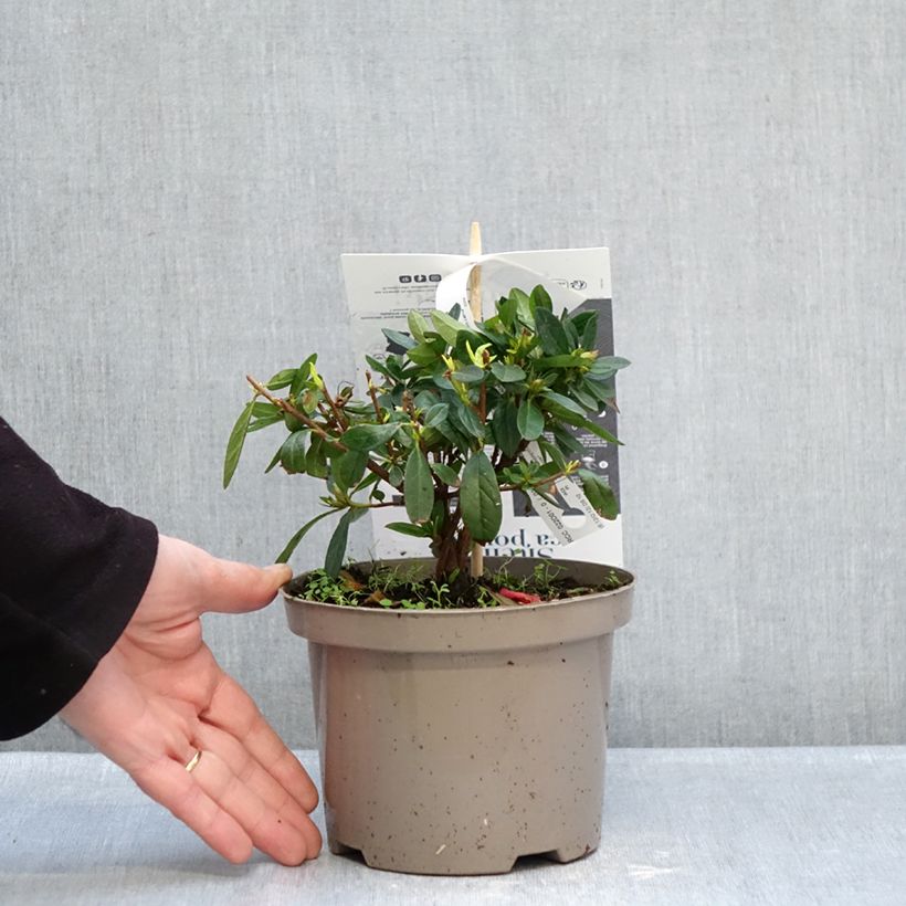 Exemplaar van Rhododendron Repetita Red - Azalea Pot van 2 l/3 l zoals geleverd in de winter