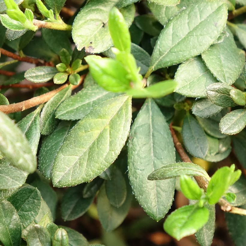 Rhododendron Repetita White - Azalea (Blad)