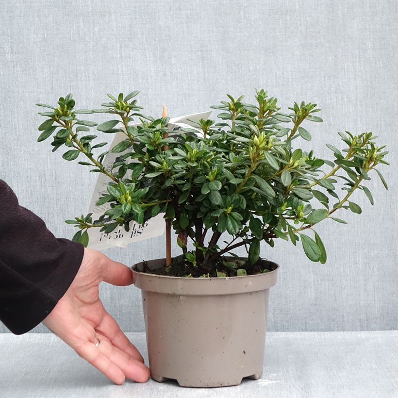 Exemplaar van Rhododendron Repetita White - Azalea Pot van 2 l/3 l zoals geleverd in de herfst