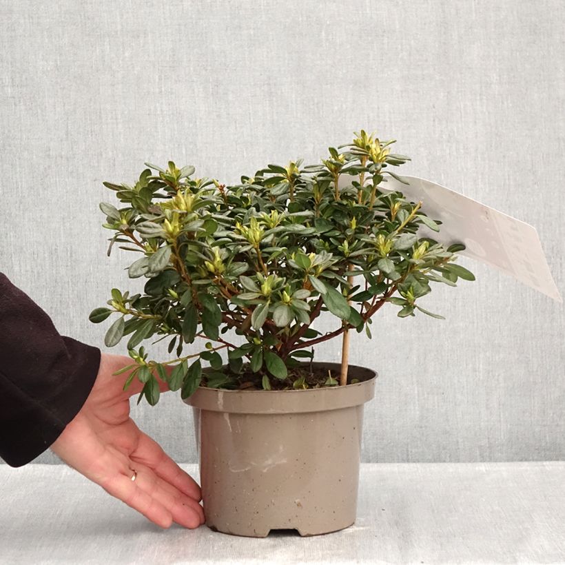 Exemplaar van Rhododendron Repetita White - Azalea Pot van 2 l/3 l zoals geleverd in de winter