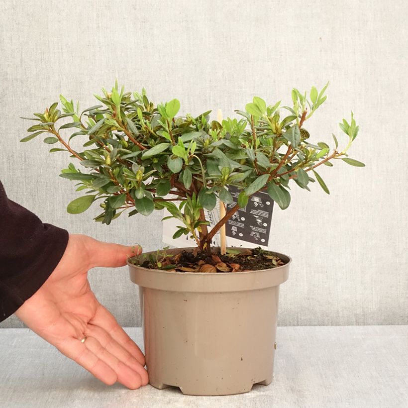 Exemplaar van Rhododendron Repetita White - Azalea Pot van 2 l/3 l zoals geleverd in de lente