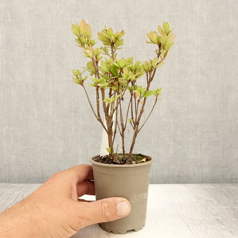 Exemplaar van Rhododendron japonica Arabesk - Japanse azalea Kweekpotje van 8/9 cm zoals geleverd in de zomer