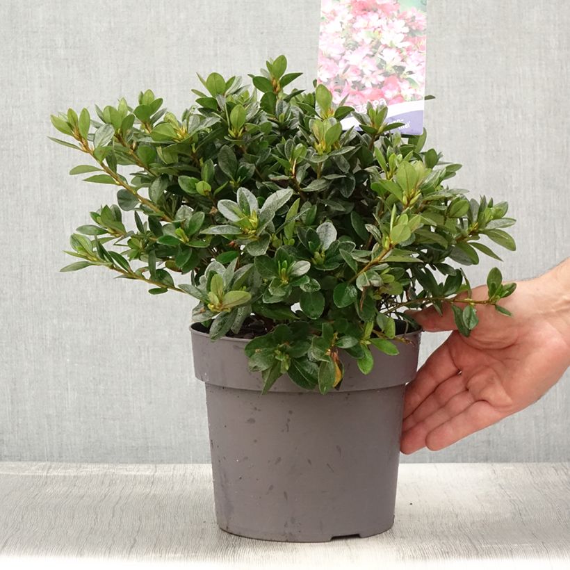 Exemplaar van Rhododendron japonica Izumi no mai - Japanse azalea Pot van 3 l/4 l zoals geleverd in de zomer