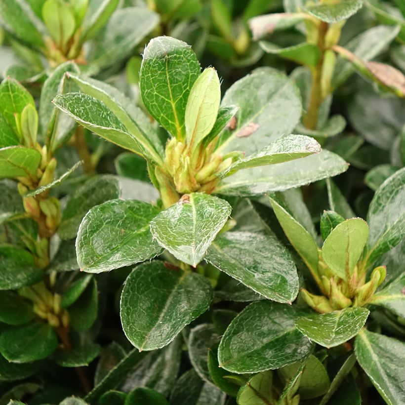 Rhododendron japonica Izumi no mai - Japanse azalea (Blad)