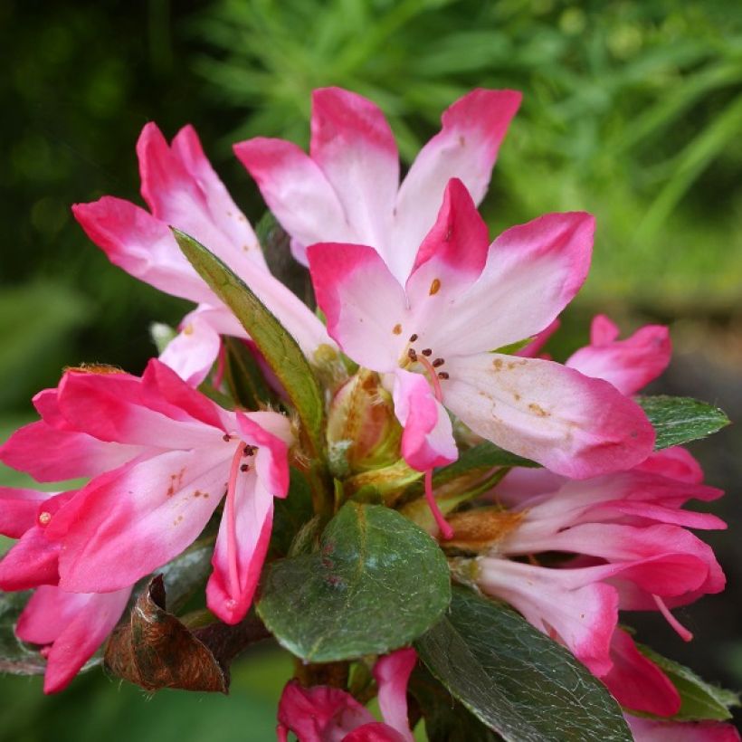 Rhododendron japonica Izumi no mai - Japanse azalea (Bloei)