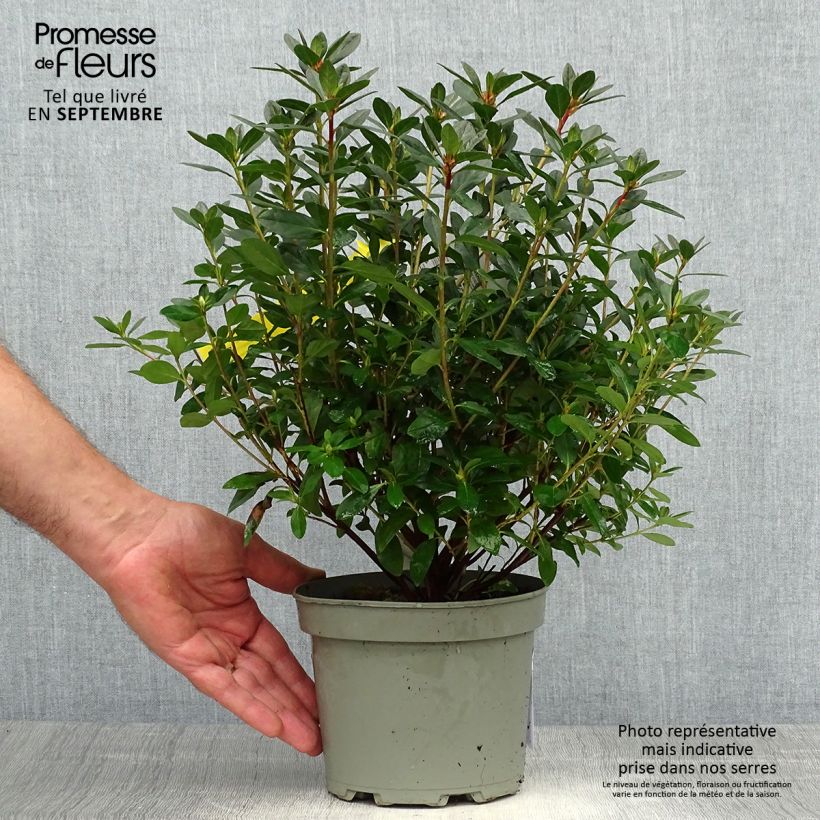 Exemplaar van Rhododendron japonica Madame Galle - Japanse azalea Pot van 2 l/3 l zoals geleverd in de herfst