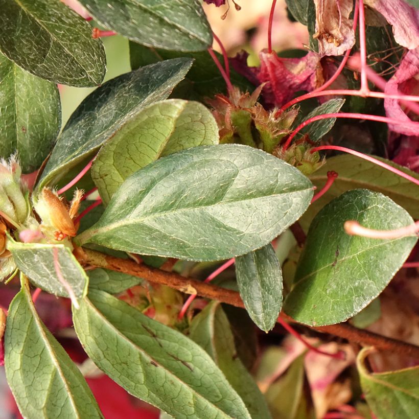 Rhododendron japonica Madame Galle - Japanse azalea (Blad)