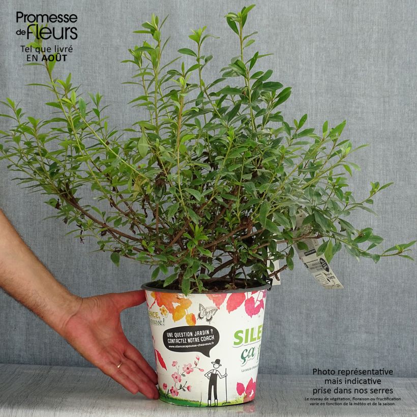 Exemplaar van Rhododendron knaphill Purple Splendor - Japanse azalea Pot van 4 l/5 l zoals geleverd in de zomer