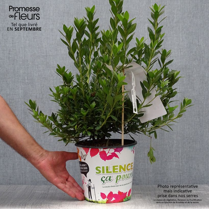 Exemplaar van Rhododendron japonica Rosa King - Japanse azalea Pot van 4 l/5 l zoals geleverd in de herfst