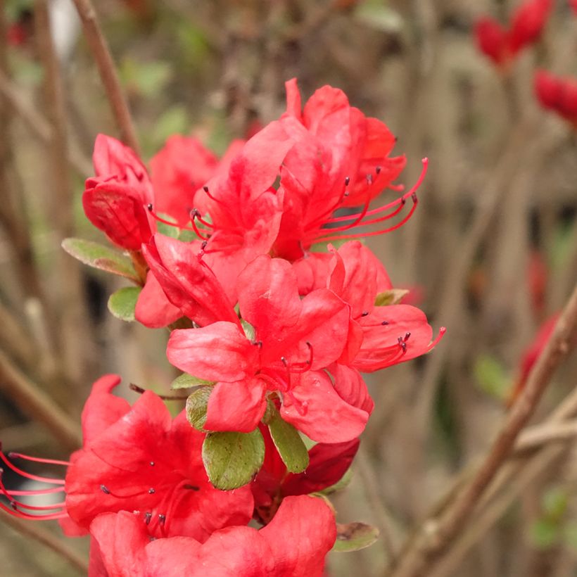 Rhododendron japonica Stewartstonian - Japanse azalea (Bloei)