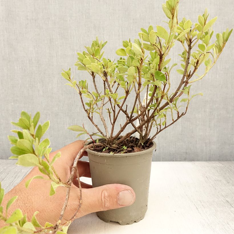 Exemplaar van Rhododendron kurume Blaauw's Roze - Japanse azalea Kweekpotje van 8/9 cm zoals geleverd in de zomer
