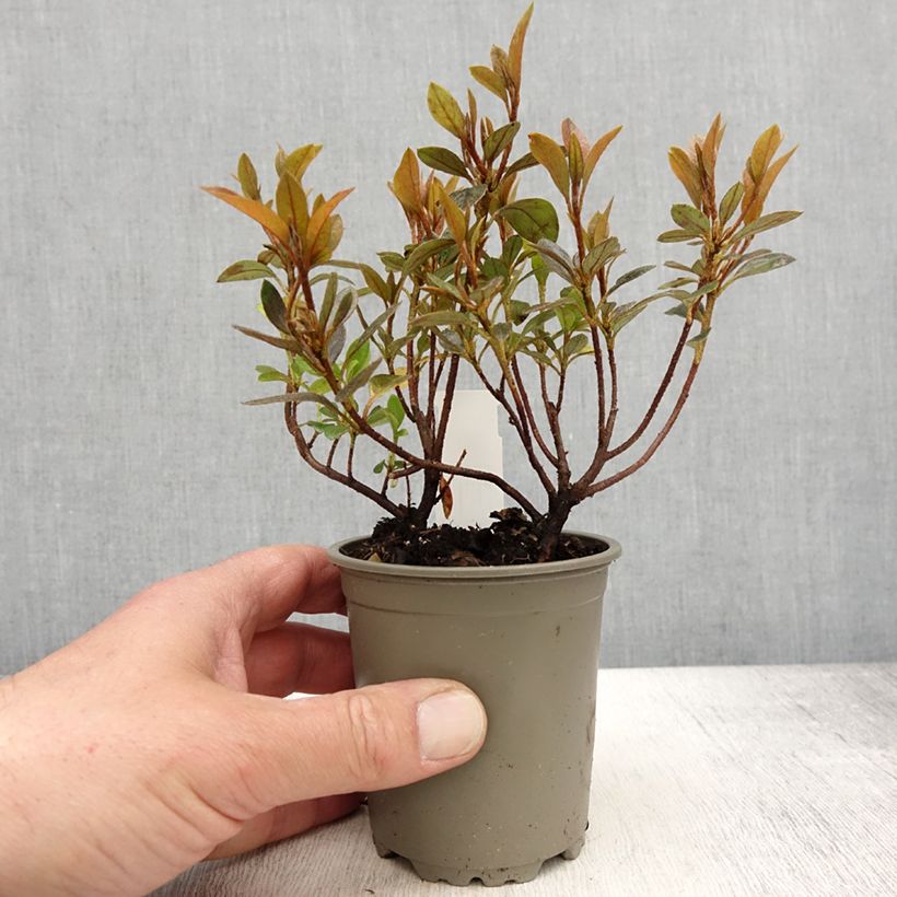 Exemplaar van Rhododendron kurume Blaauw's Roze - Japanse azalea Kweekpotje van 8/9 cm zoals geleverd in de lente