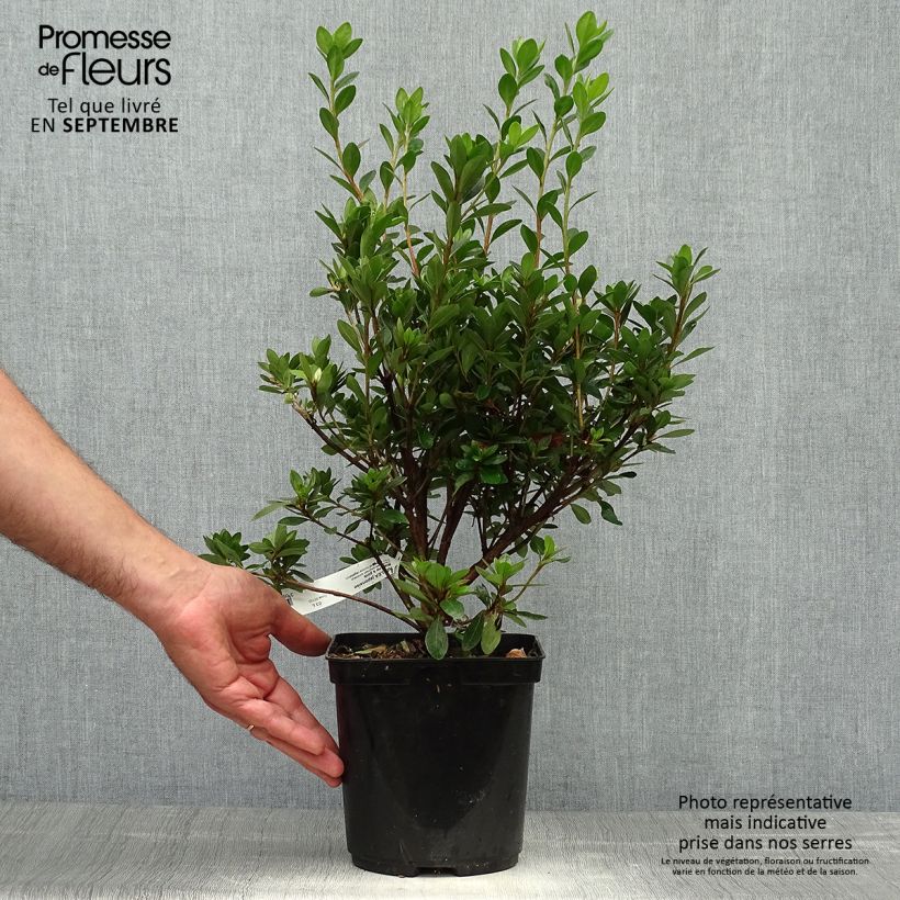 Exemplaar van Rhododendron kurume Blaauw's Roze - Japanse azalea Pot van 2 l/3 l zoals geleverd in de herfst