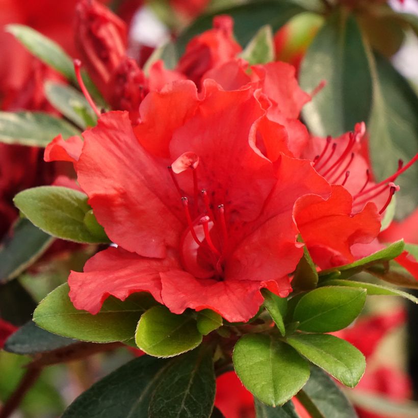 Rhododendron japonica Girard's Hot Shot - Japanse azalea (Bloei)
