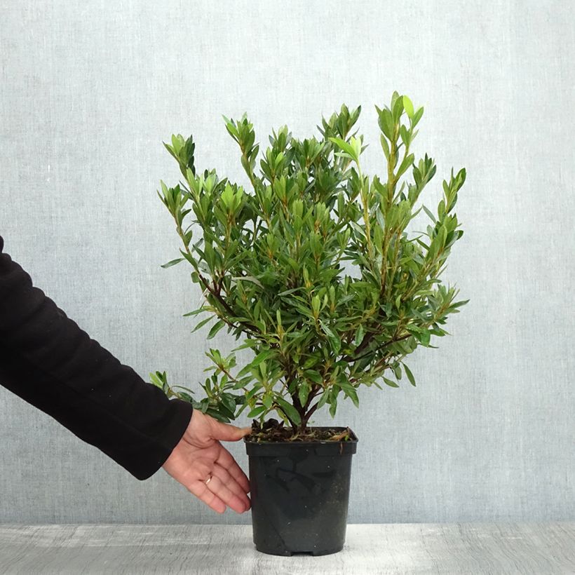 Exemplaar van Rhododendron japonica Melle - Japanse azalea Pot van 2 l/3 l zoals geleverd in de herfst
