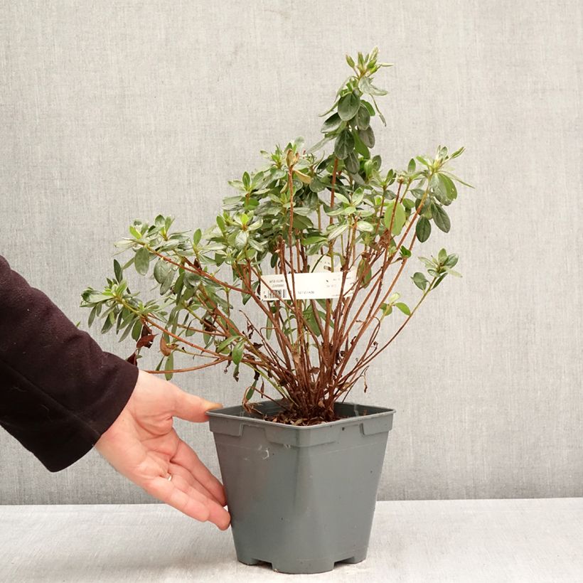 Exemplaar van Rhododendron japonica Orange Beauty - Japanse azalea Pot van 2 l/3 l zoals geleverd in de lente