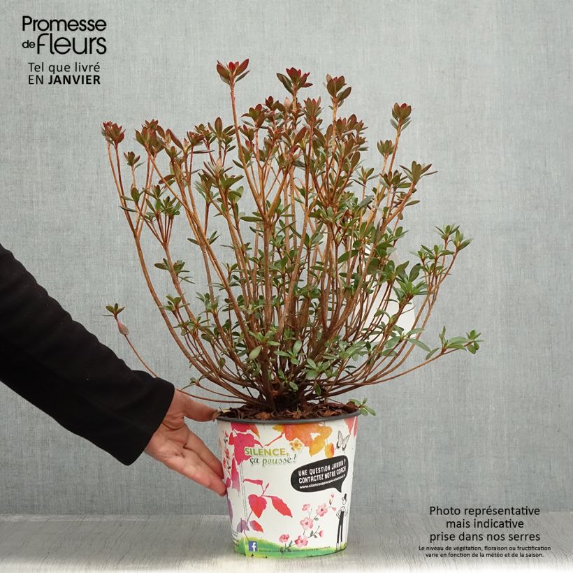 Exemplaar van Rhododendron japonica Orange Beauty - Japanse azalea Pot van 2 l/3 l zoals geleverd in de winter