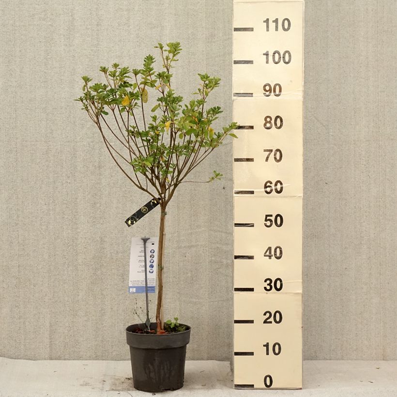 Exemplaar van Rhododendron Schneeglanz - Japanse azalea Pot van 4 l/5 l, Stengel zoals geleverd in de zomer