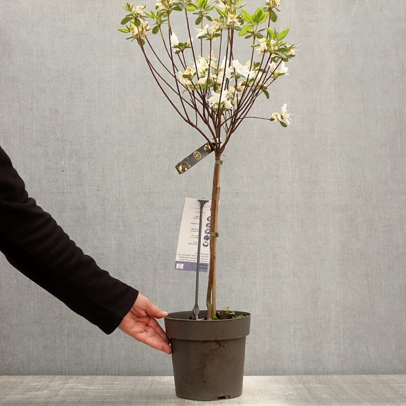Exemplaar van Rhododendron Schneeglanz - Japanse azalea Pot van 4 l/5 l, Stengel zoals geleverd in de lente