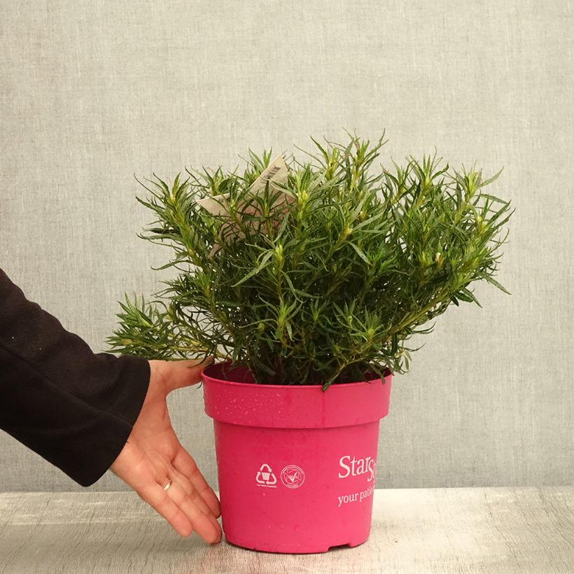 Exemplaar van Rhododendron japonica Star Style Roze - Japanse azalea Pot van 3 l/4 l zoals geleverd in de herfst