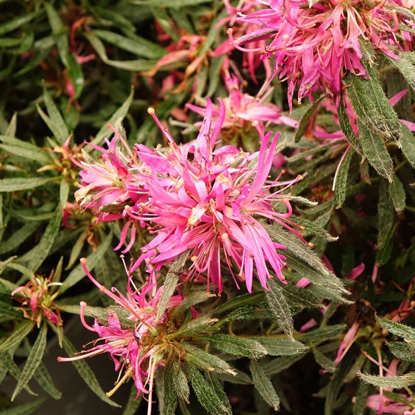 Rhododendron japonica Star Style Roze - Japanse azalea (Bloei)