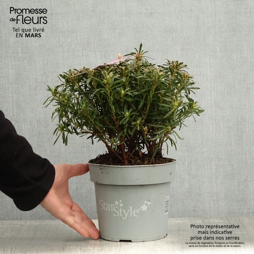 Exemplaar van Rhododendron japonica Star Style Violet - Japanse azalea Pot van 3 l/4 l zoals geleverd in de lente