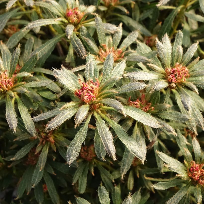 Rhododendron japonica Star Style Violet - Japanse azalea (Blad)