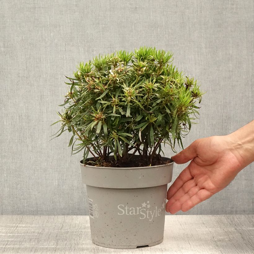 Exemplaar van Rhododendron japonica Star Style Wit - Japanse azalea Pot van 3 l/4 l zoals geleverd in de zomer