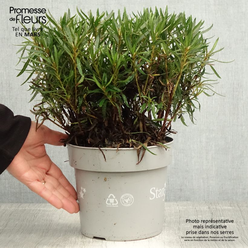 Exemplaar van Rhododendron japonica Star Style Wit - Japanse azalea Pot van 3 l/4 l zoals geleverd in de lente