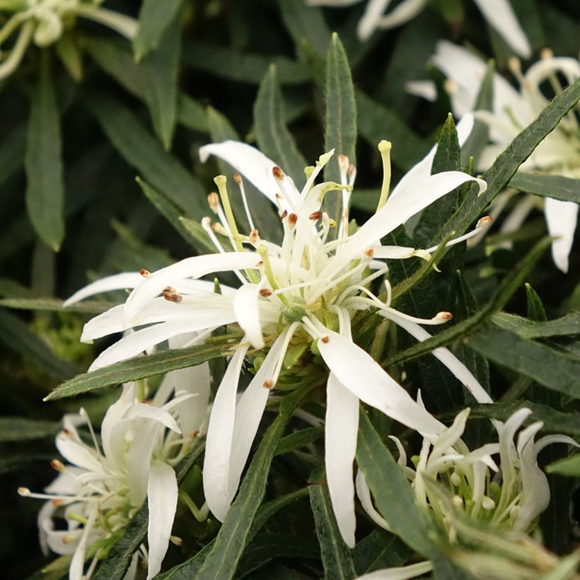 Rhododendron japonica Star Style Wit - Japanse azalea (Bloei)