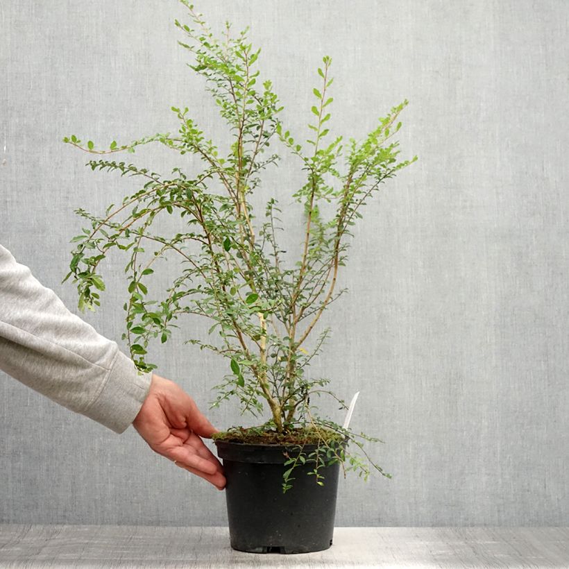 Exemplaar van Azara microphylla - Vanilleboom Pot van 2 l/3 l zoals geleverd in de zomer