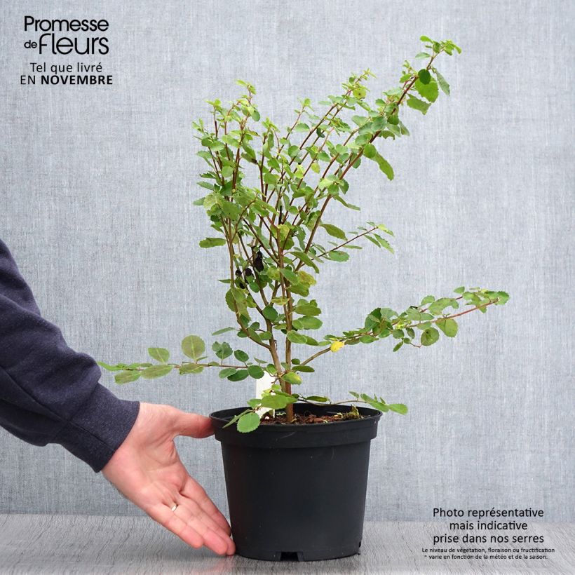 Exemplaar van Azara serrata - Azara met gezaagde bladeren Pot van 2 l/3 l zoals geleverd in de herfst