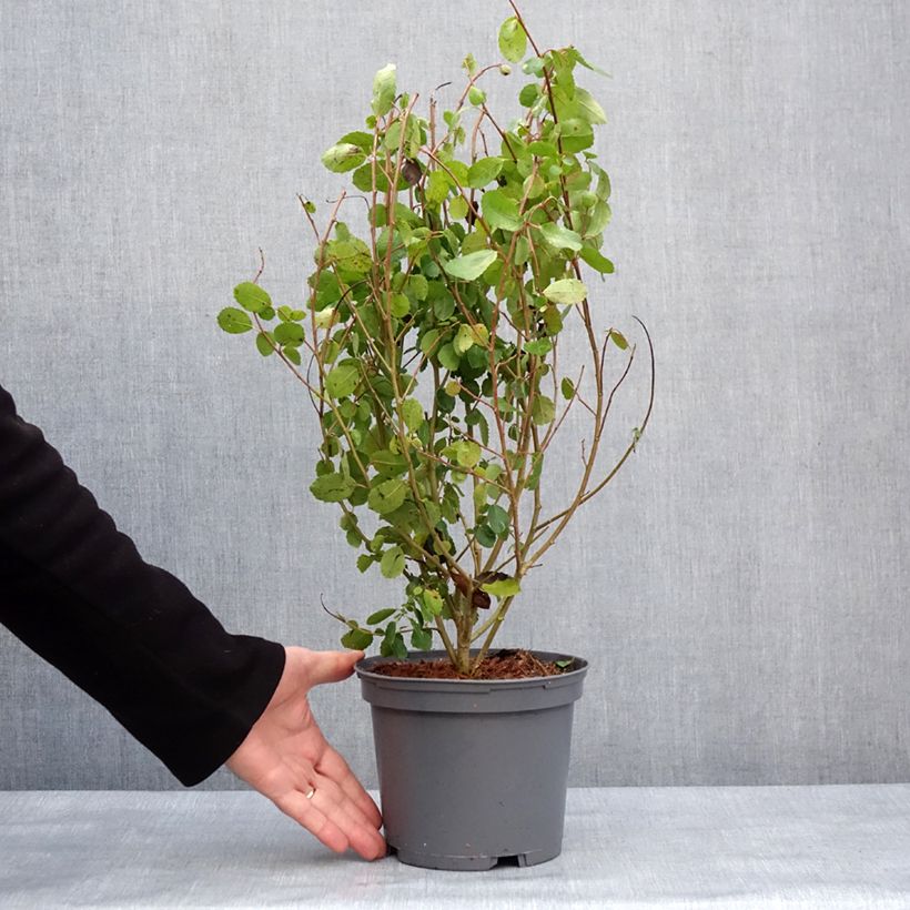 Exemplaar van Azara serrata - Azara met gezaagde bladeren Pot van 2 l/3 l zoals geleverd in de winter