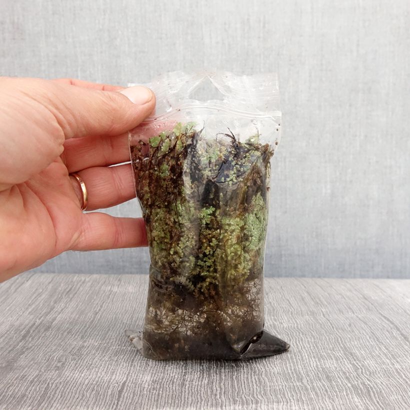 Example of Azolla pinnata - Azolle pennée Naakte wortel as you get in printemps