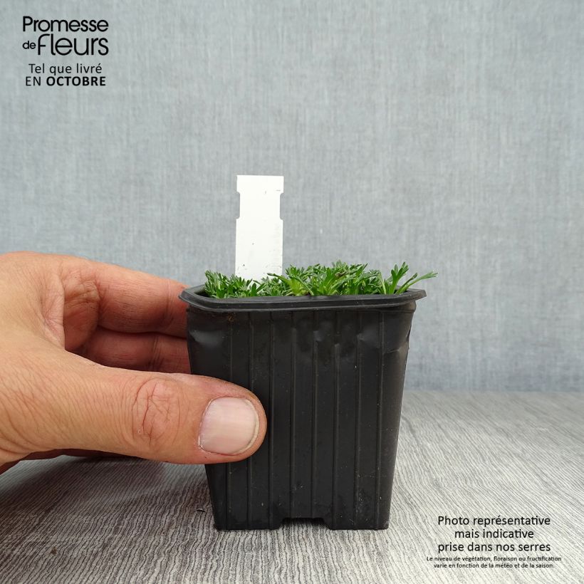 Exemplaar van Azorella trifurcata Nana - Andeskruid Kweekpotje van 8/9 cm zoals geleverd in de herfst