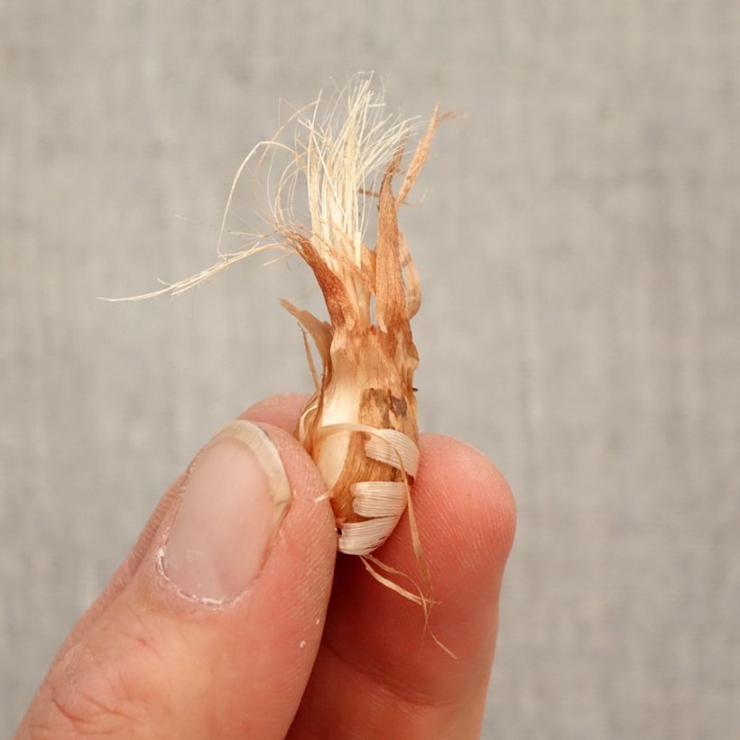 Exemplaar van Babiana stricta - Baviaanbloem Bol kaliber 4/5 zoals geleverd in de lente