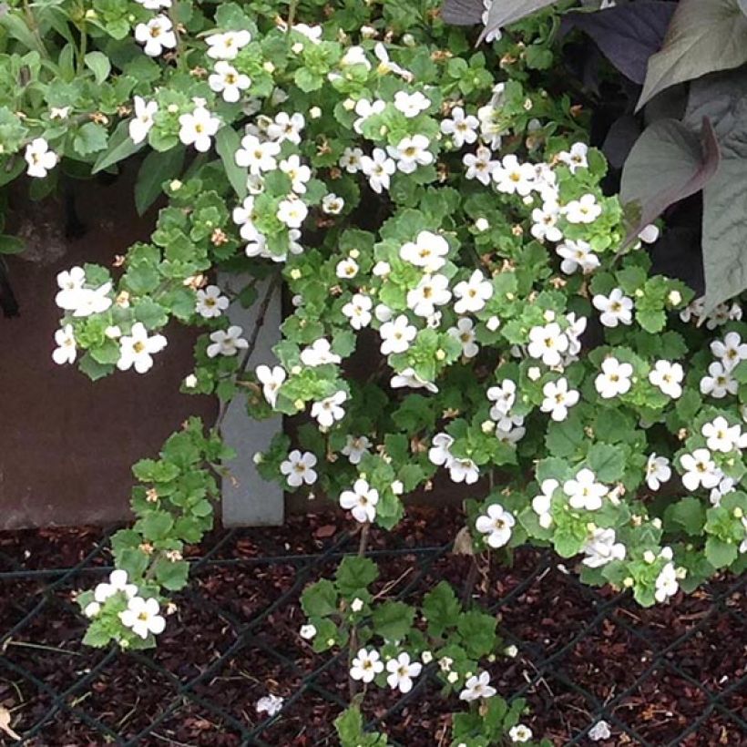Bacopa Gulliver Dynamic White - Bacopa wit (Plant habit)