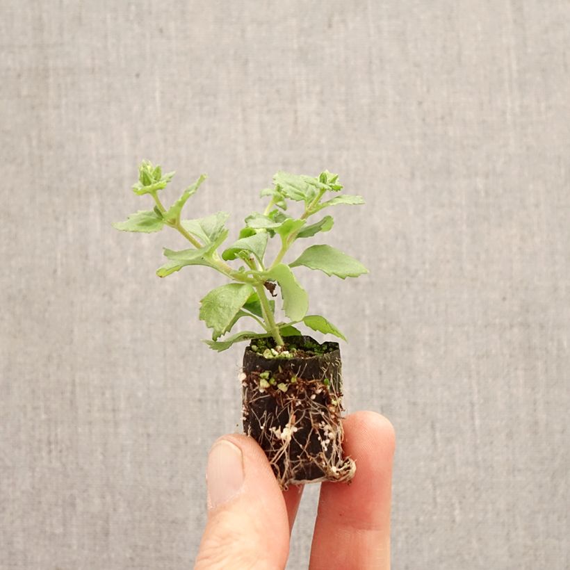 Exemplaar van Bacopa Gulliver Compact Roze - Bacopa roze Mini-mot Ø 3/4 cm zoals geleverd in de lente