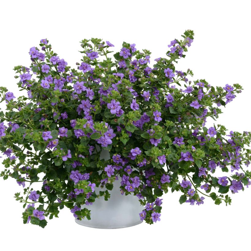 Bacopa Scopia Double Indigo - Bacopa (Groeiplaats)